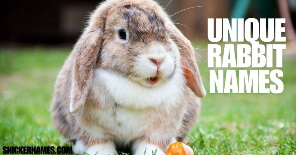 Unique Rabbit Names