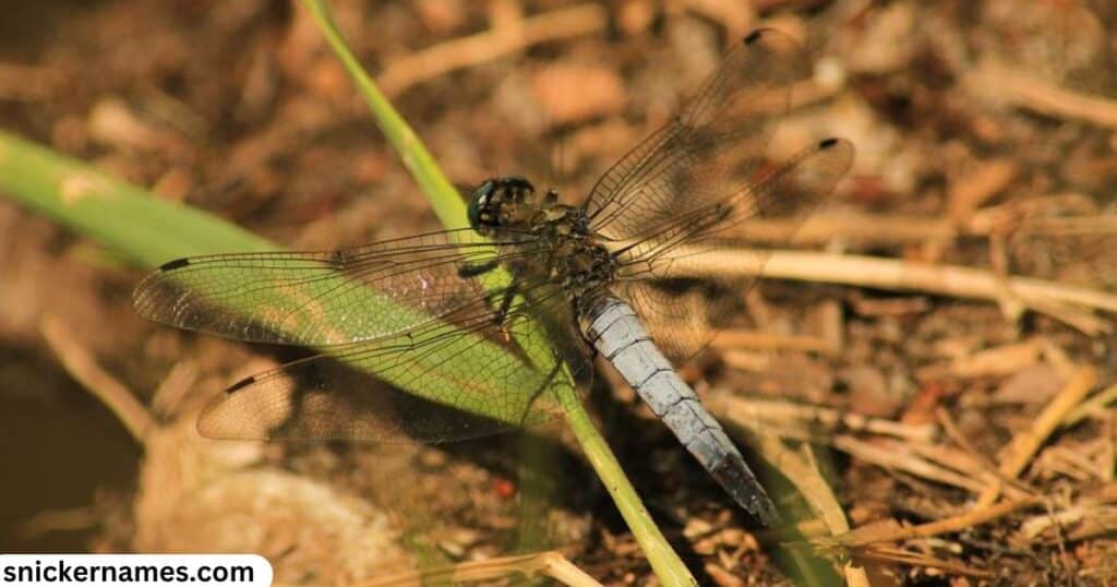 Unique Red Dragonfly Names