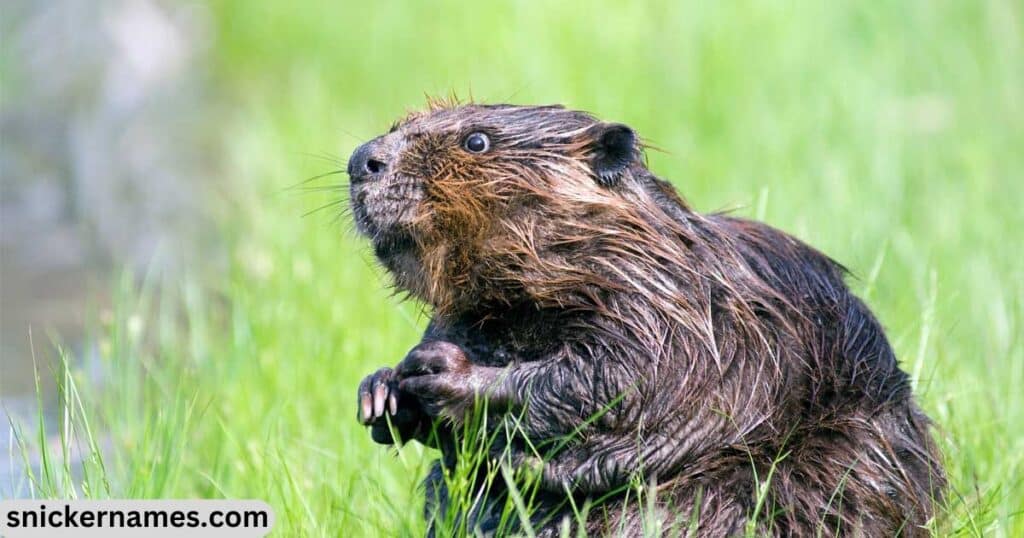 Weird Names for Beavers