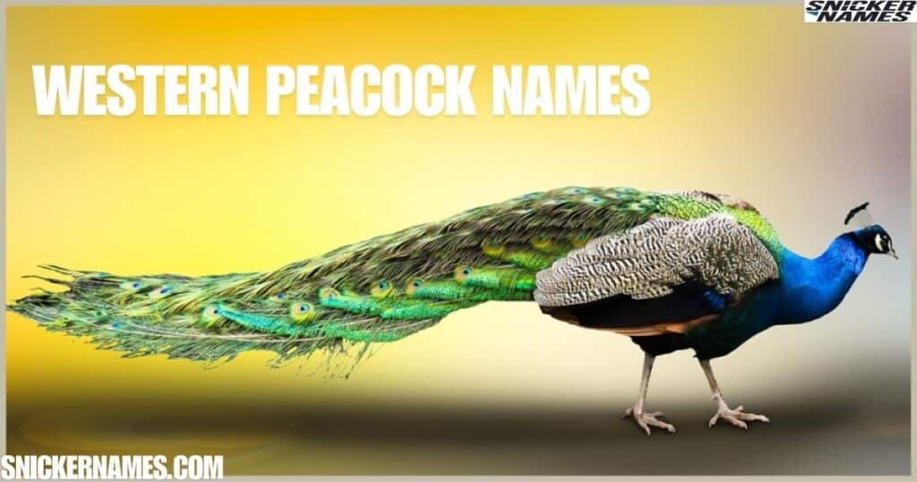 Western Peacock Names