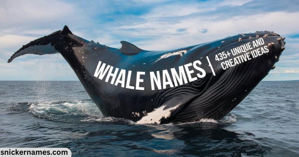 Whale Names | 435+ Unique and Creative Ideas