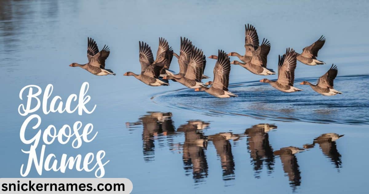 Black Goose Names