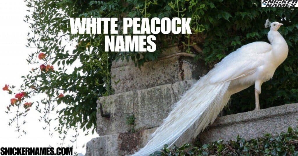 White Peacock Names