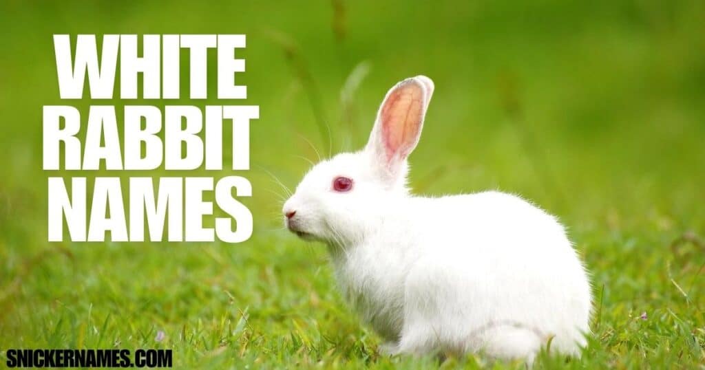 White Rabbit Names