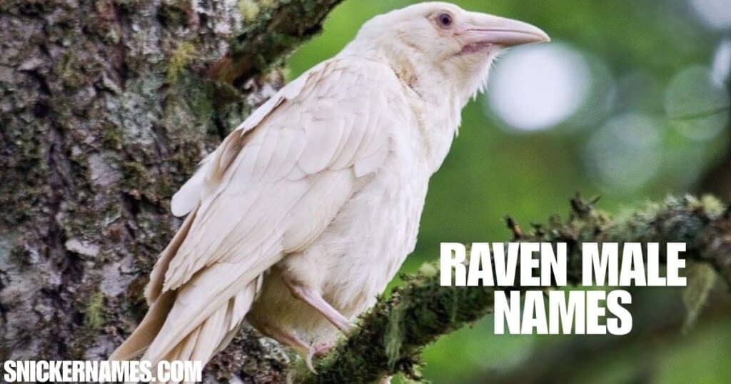 White Raven Names