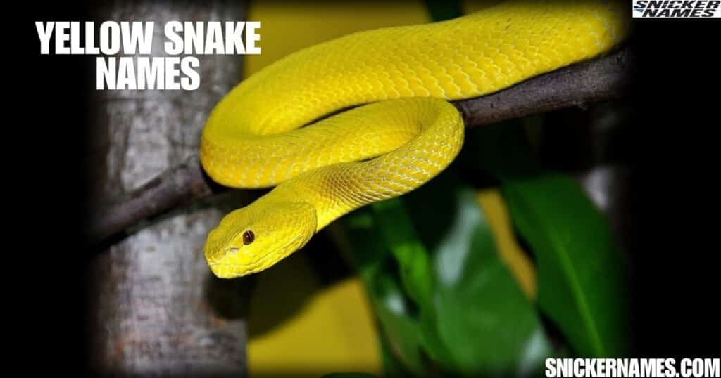 Yellow Snake Names