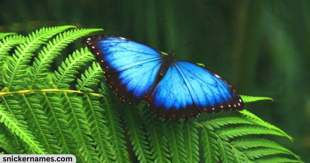 Blue Butterfly Names