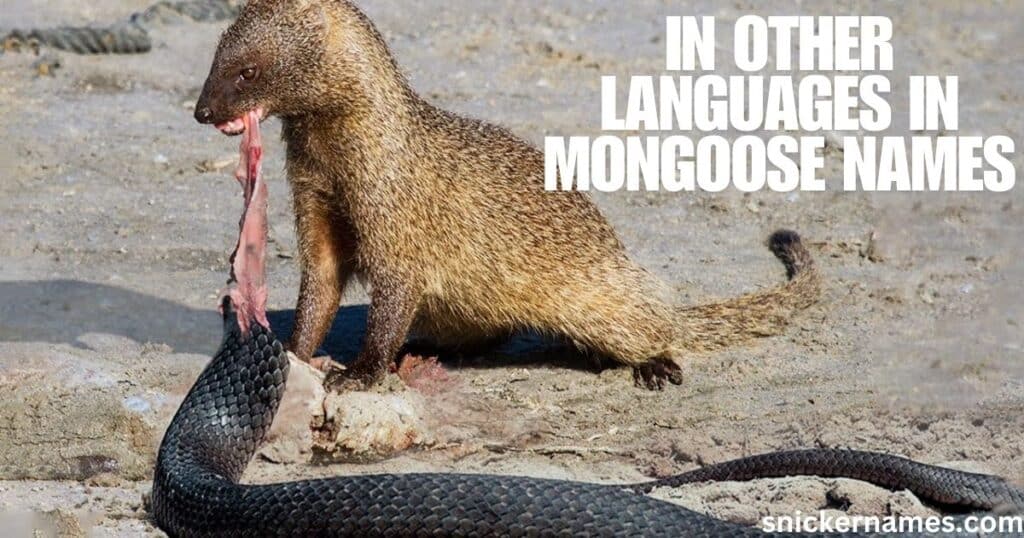 in Other Languages in Mongoose Names