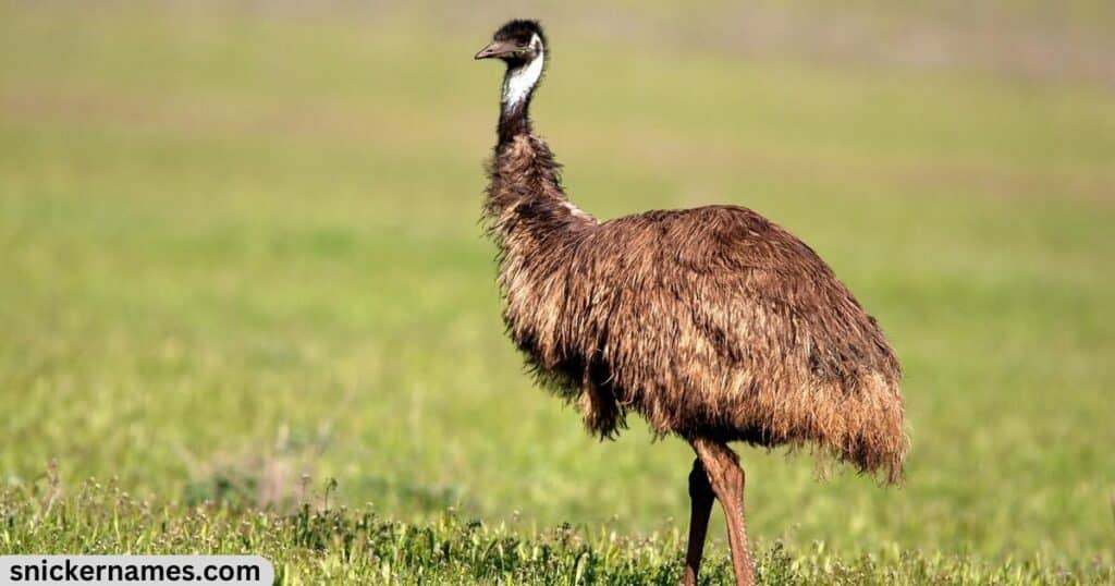 Male Emu Names