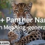 240+ Panther Names With Meaning (+Generator)