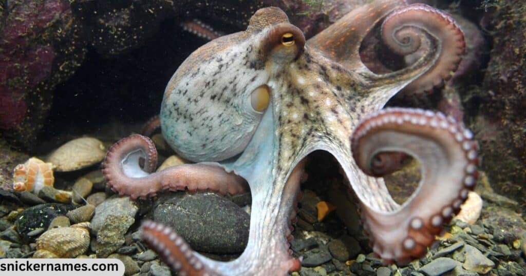 Female Octopus Names