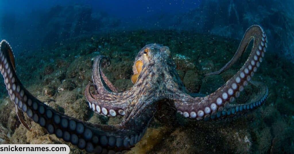 Cool Names for Octopus