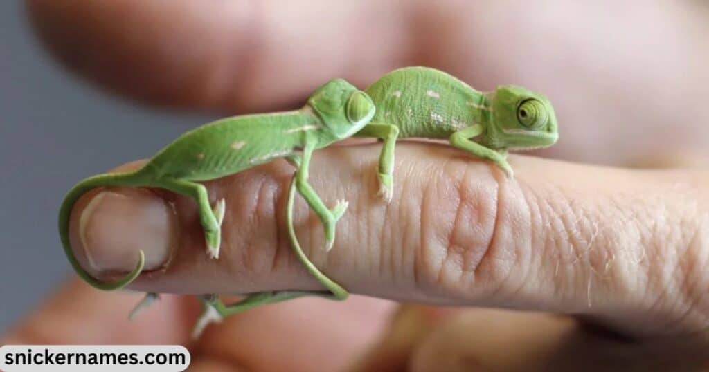 Baby Lizard Names