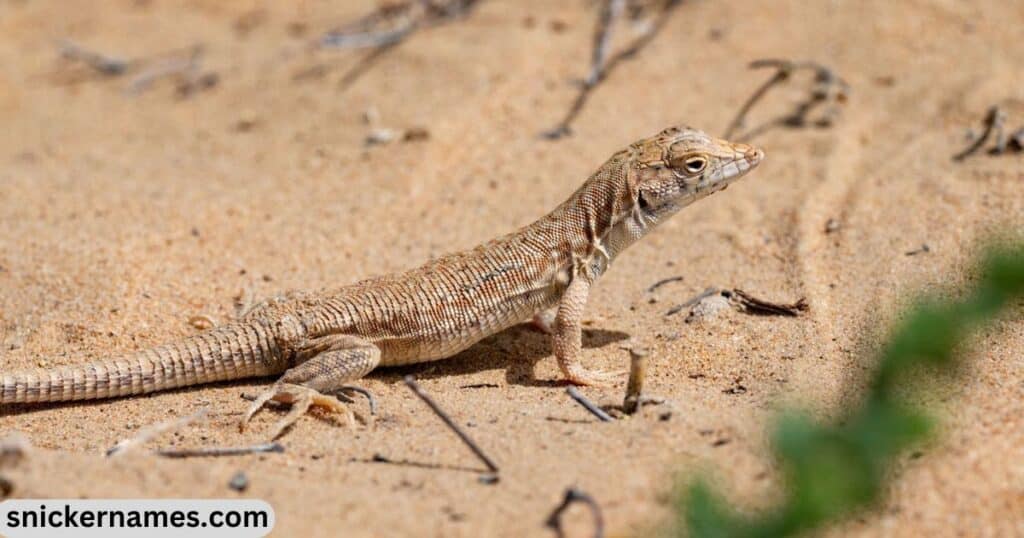 Desert Lizard Names