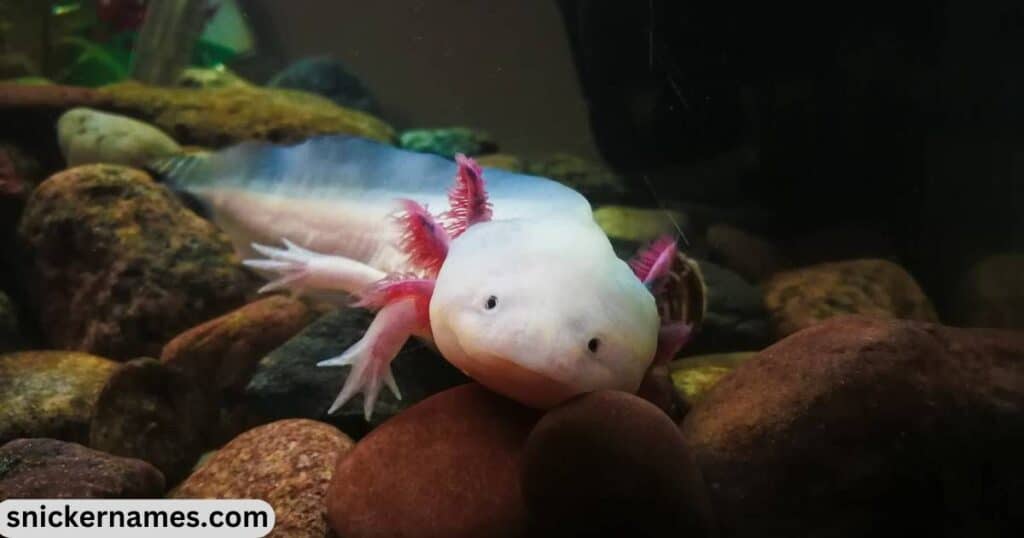 Cute Pet Axolotl Names