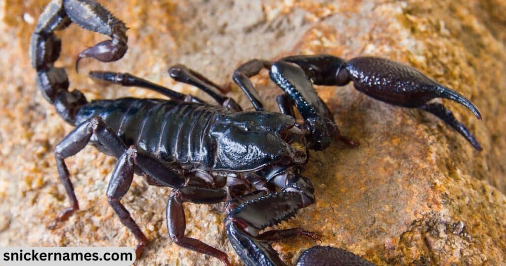 Catchy Female Scorpion Names