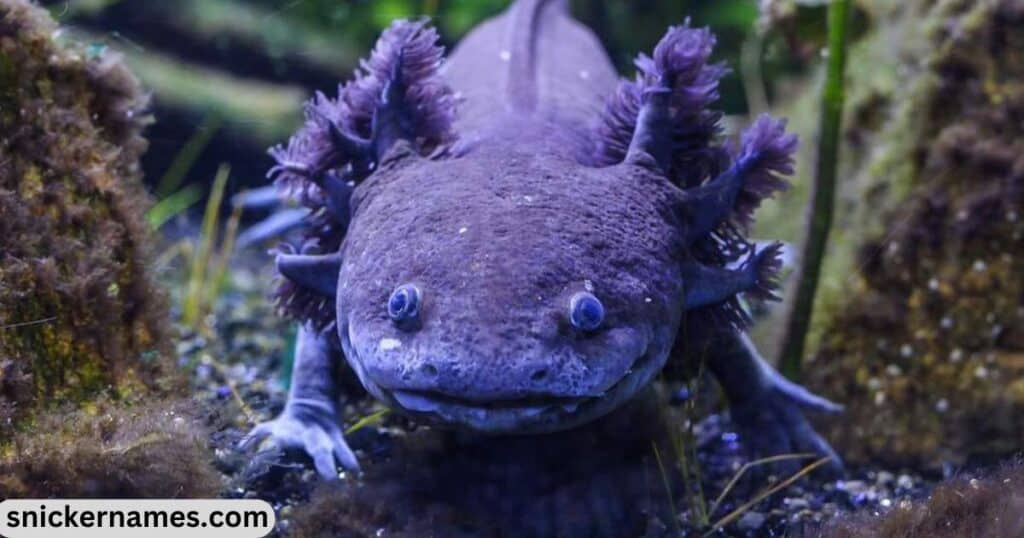 Trending Blue Axolotl Names