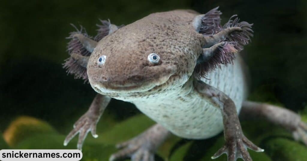 Funny Names for Axolotls