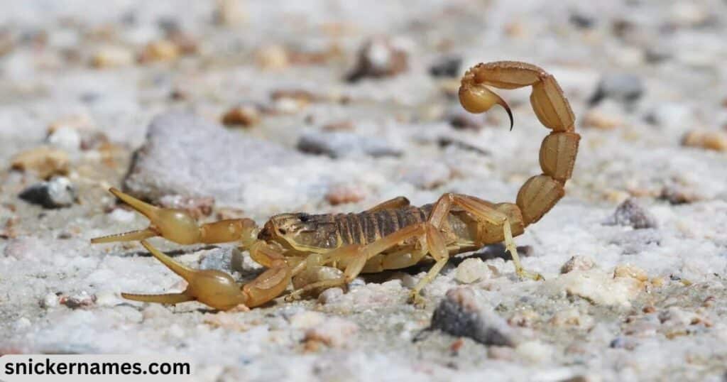 Funny Names for Scorpions