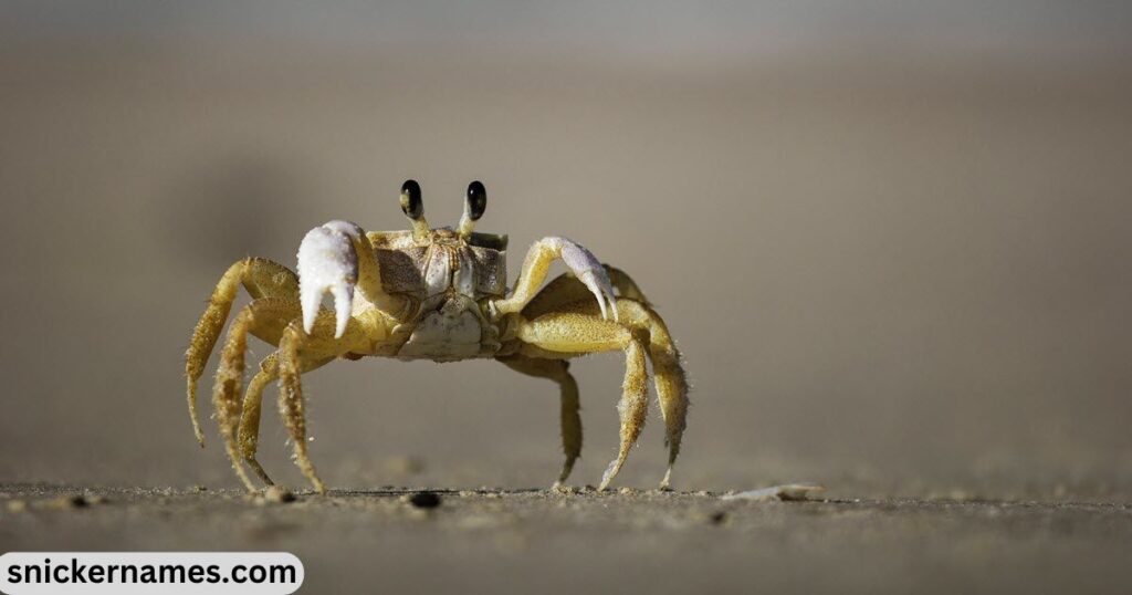 Clever Names for Crabs