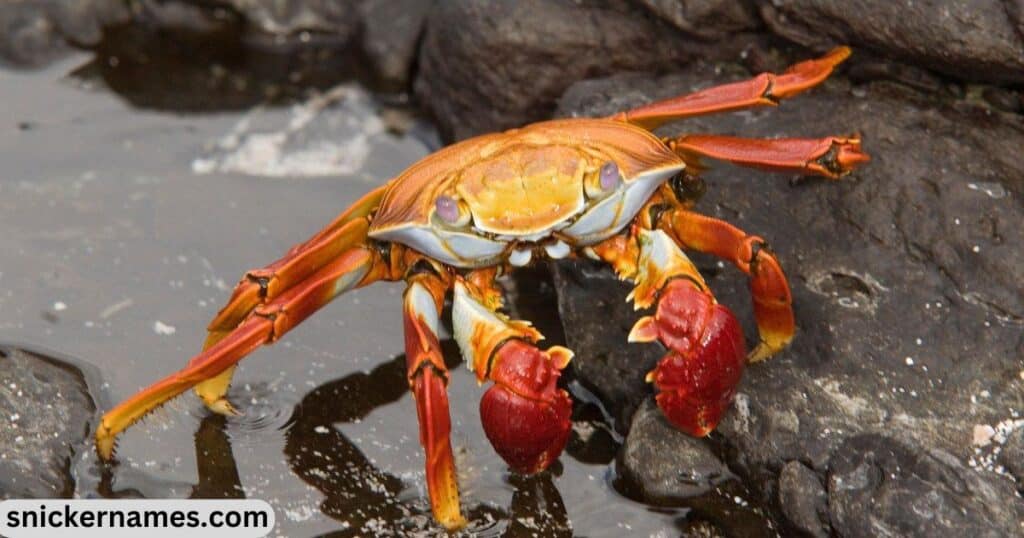 Crab Names that Start with ‘C’