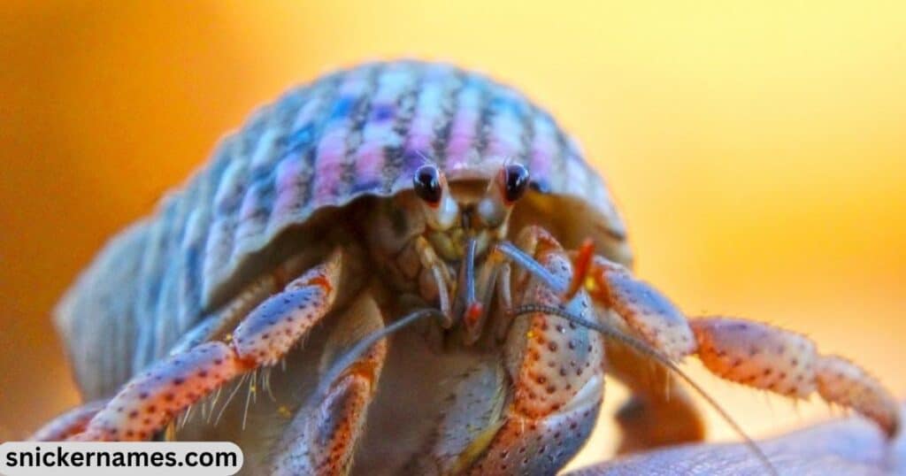 Hermit Crab Names