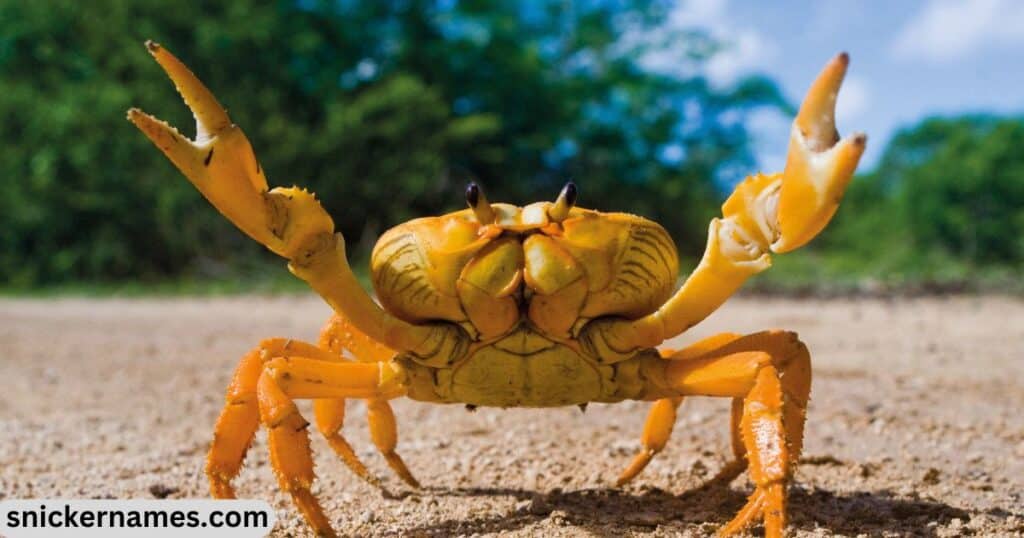 Top Crab Names with Meaning