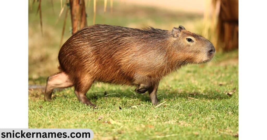 Whimsical Capybara Names