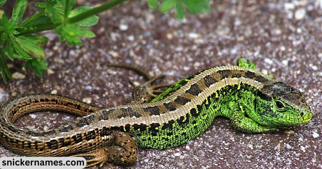 Male Lizard Names