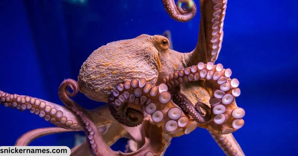 Mythical Octopus Names