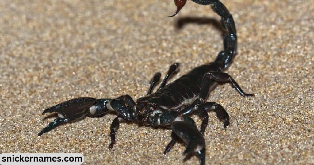 Cute Names for Scorpions