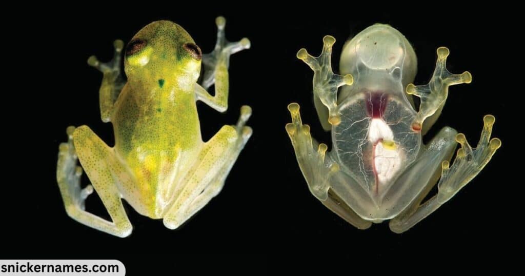 Glass Frog Names