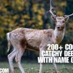 200+ Cool And Catchy Deer Names With Name Generator