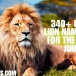 340+ Catchy Lion Names Ideas For The King Of Jungle