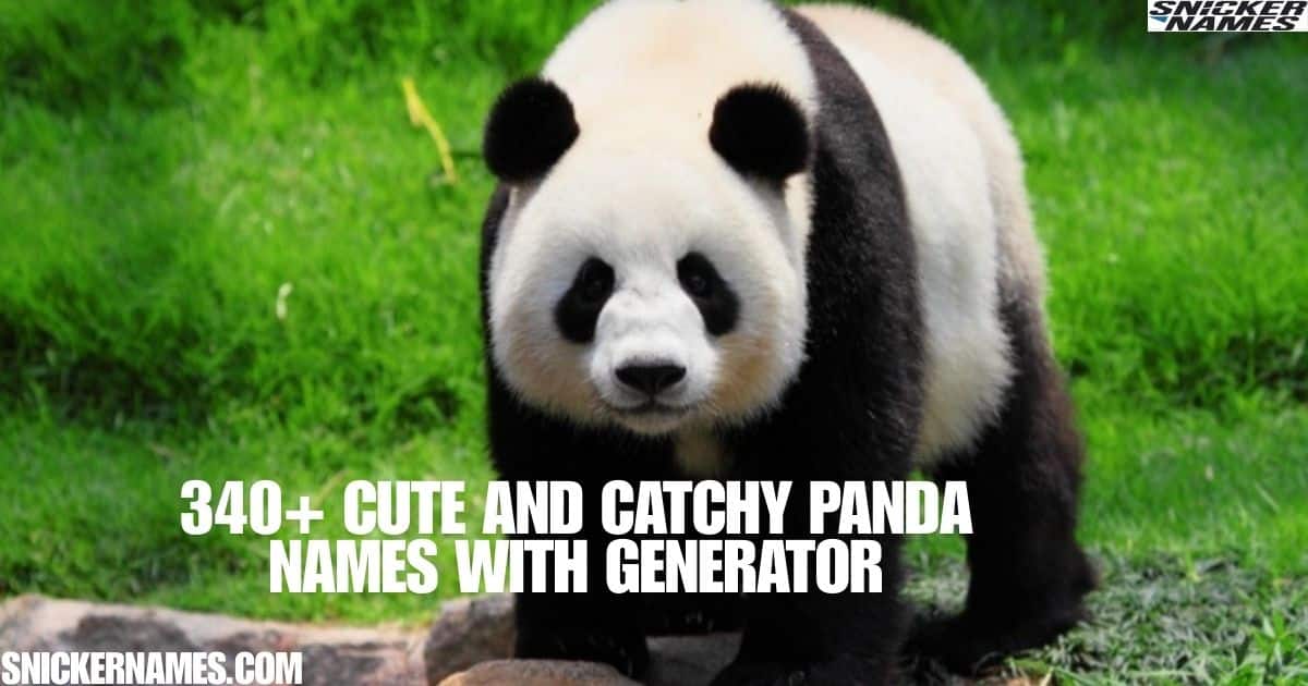 340+ Cute And Catchy Panda Names With Generator