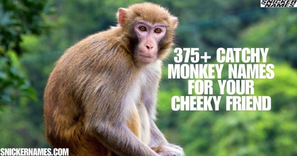 375+ Catchy Monkey Names For Your Cheeky Friend