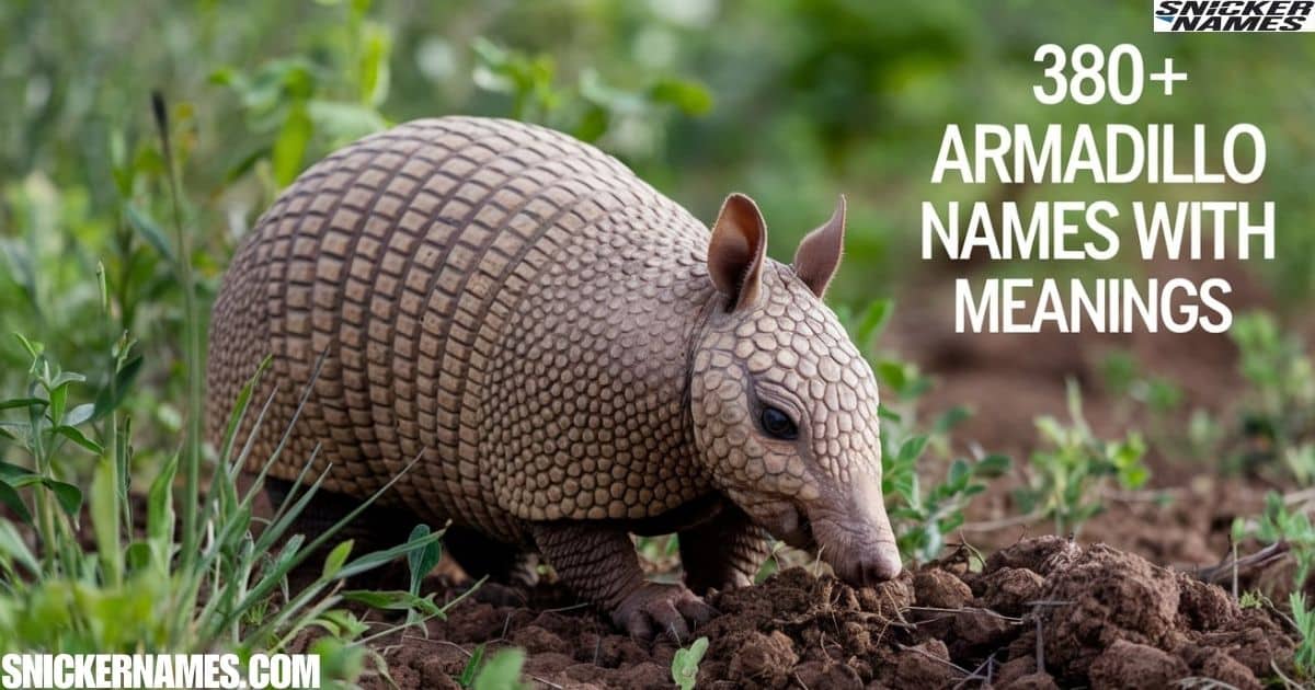 380+ Armadillo Names with Meanings