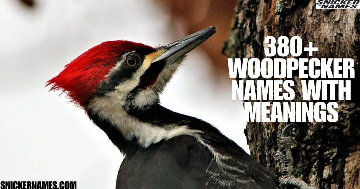 380+ Woodpecker Names with Meanings