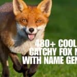 480+ Cool And Catchy Fox Names With Name Generator