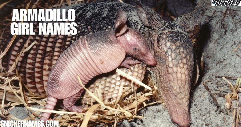 Armadillo Girl Names