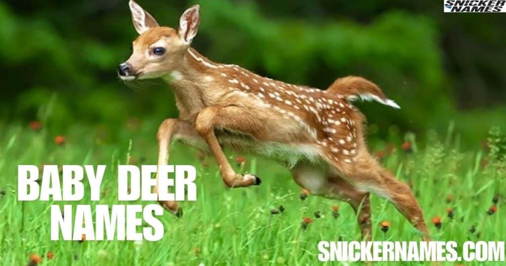 Baby Deer Names