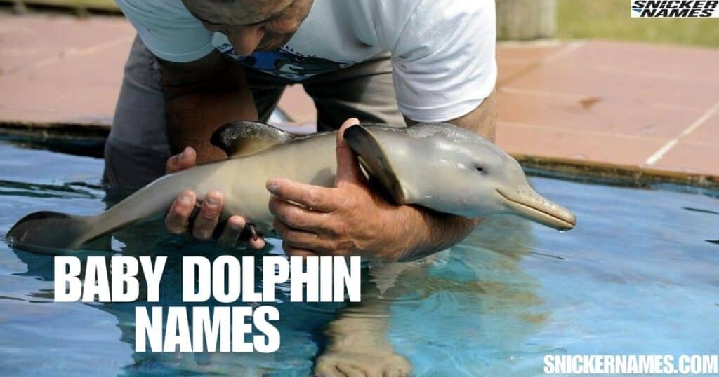 Baby Dolphin Names