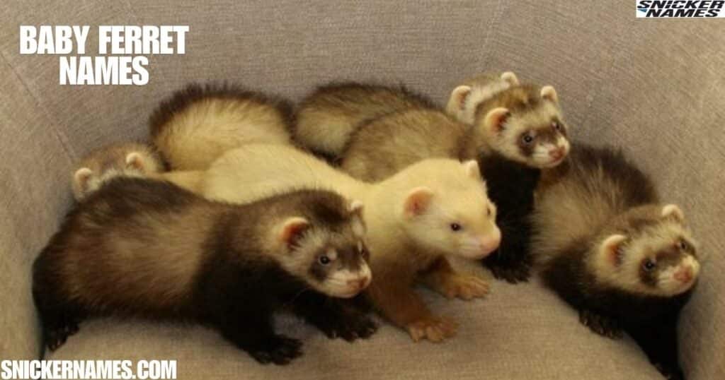 Baby Ferret Names