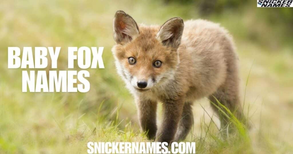 480+ Cool And Catchy Fox Names With Name Generator - Snicker Names