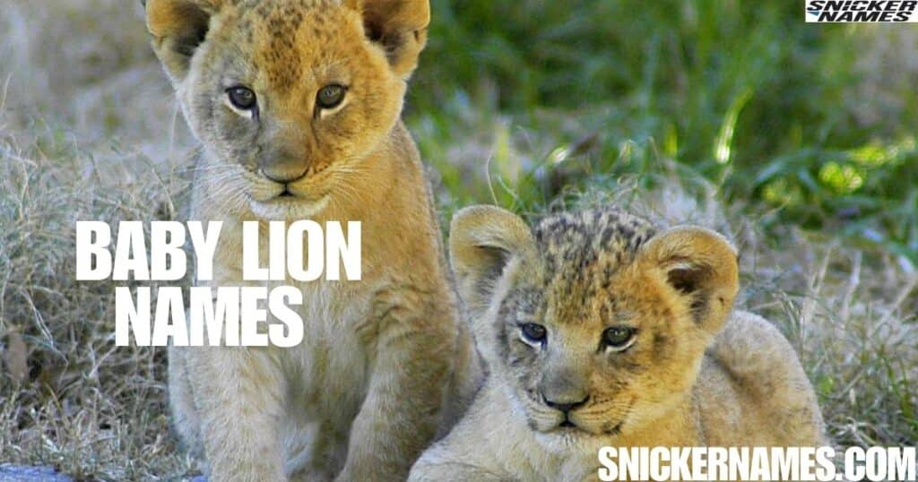 Baby Lion Names 