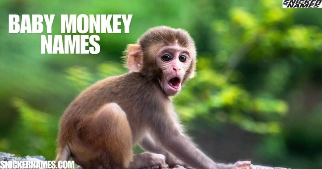 Baby Monkey Names