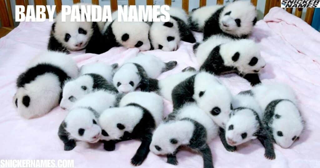 340+ Cute And Catchy Panda Names With Generator - Snicker Names