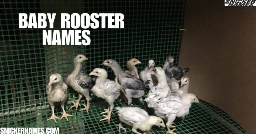 Baby Rooster Names 