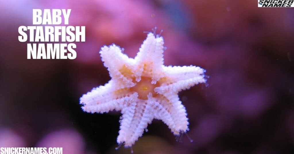 Baby Starfish Names