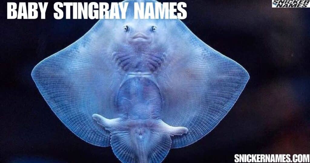 Baby Stingray Names